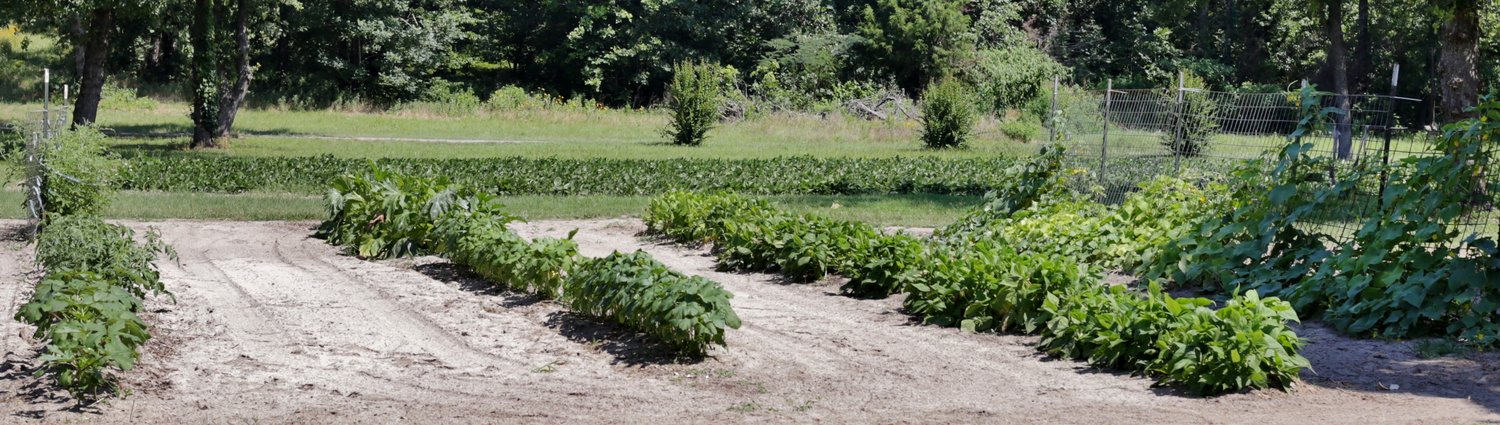 Two of the Davis’ four garden plots are pictured. The plot in the background is a pea patch.